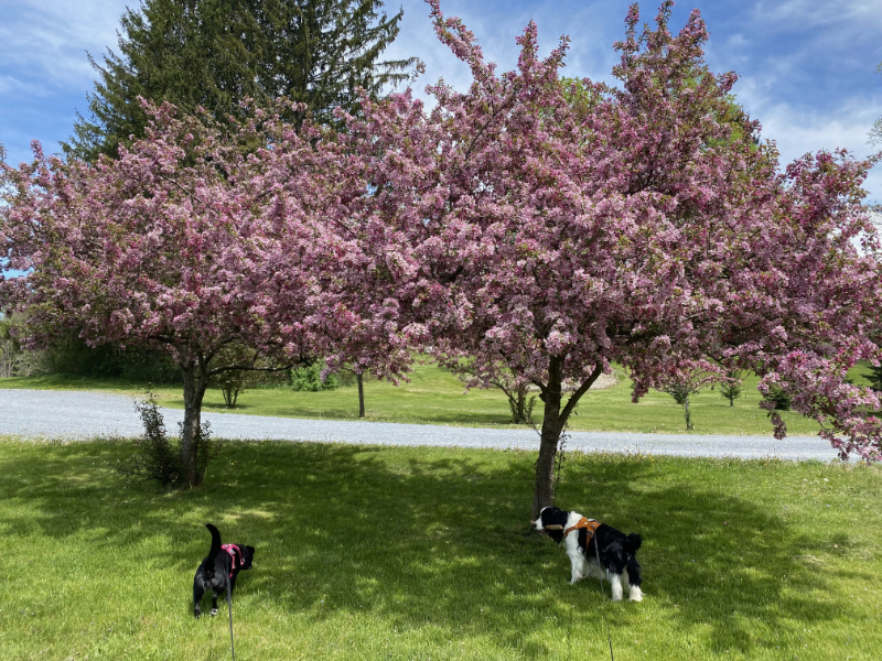 Maui and Lita our two dogs, under beautiful spring blossoms