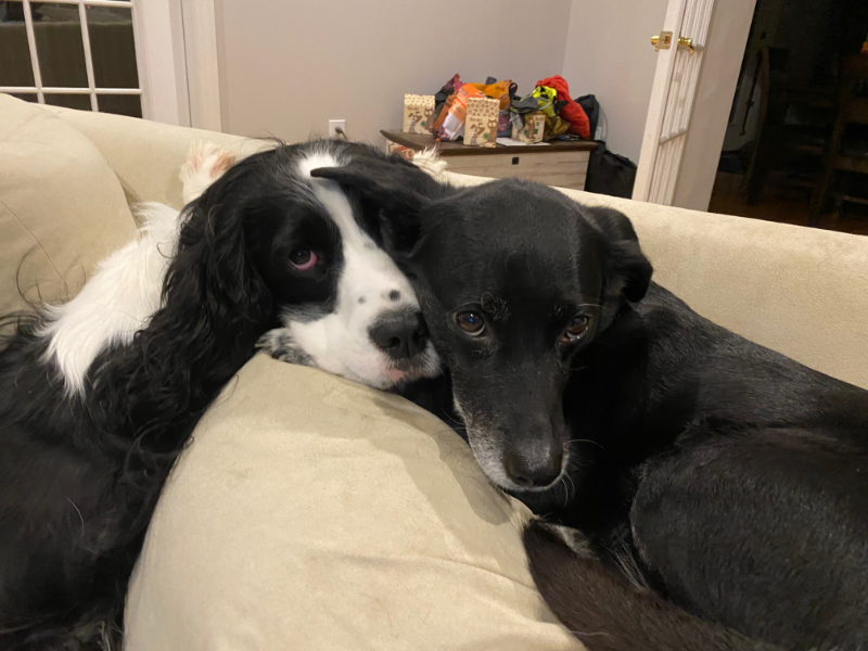 Maui and Lita, our two dogs, snuggling